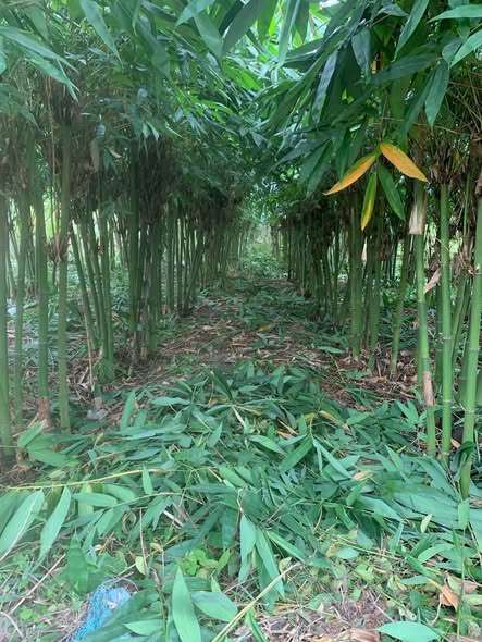 Đất nền phường Long Hoa, Tây Ninh 142m² giá 400 triệu - Cơ hội đầu tư tốt!