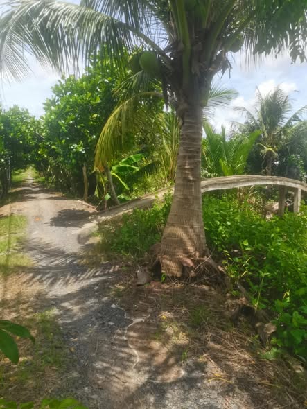 Đất vườn mặt tiền kinh 5548m² tại Thới An Hội, Cần Thơ - Sổ hồng chính chủ, giá tốt!