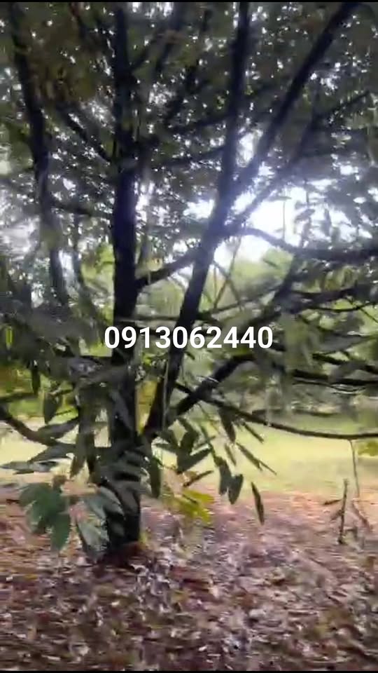 Đất nền Lộc Thành 70.000m² giá thỏa thuận - Cơ hội đầu tư sinh lời!