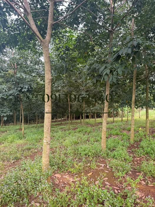 Farm 1ha xã Lộc Quang, huyện Lộc Ninh giá 3 tỷ - Đường vào rộng rãi, đất đẹp!