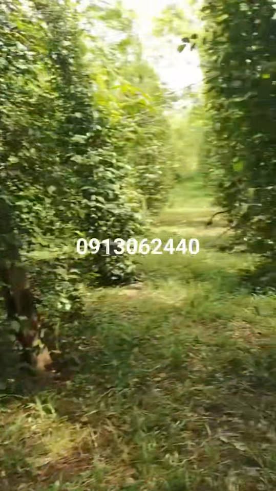 Đất nền Lộc An, Lộc Ninh, Bình Phước 50000m² - Đầu tư sinh lời với 900 cây cao su!