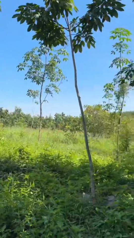 Đất nền Lộc Quang 20.000m² giá 1.7 tỷ - Sổ đỏ chính chủ, tiện ích đầy đủ!