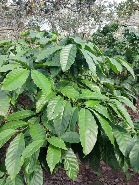 Đất nền thôn 6 xã Ea Kly 5000m² giá 1.2 tỷ - Cơ hội đầu tư hiếm có!