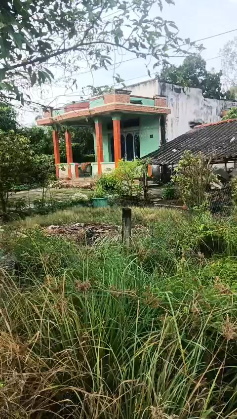 Đất lúa 1557m² tại xã Phước Lâm, Cần Giuộc chỉ 3 tỷ - Đầu tư lý tưởng!