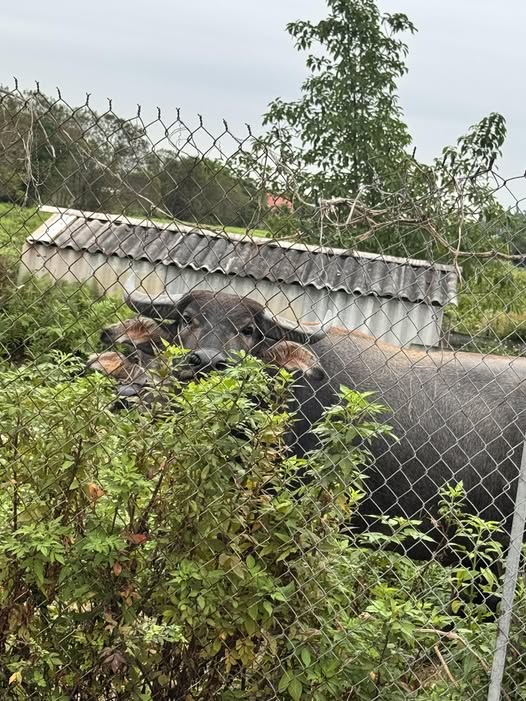 Đất nền Lão Phú, Tân Phong 97m² giá đầu tư tốt - Đón sóng cảng logistic!