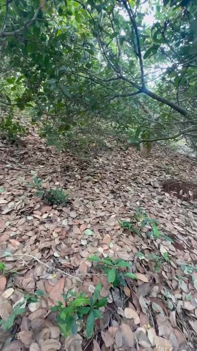 Đất trồng điều 1ha tại Thanh An, Hớn Quản chỉ 1 tỷ - Cơ hội đầu tư tuyệt vời!