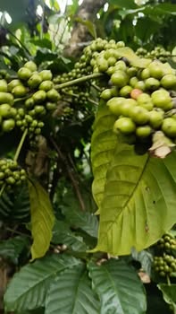 Đất nông nghiệp 1ha4 tại Đắk Ha, giá chỉ 3.3 tỷ - Đầu tư sinh lời từ cà phê!