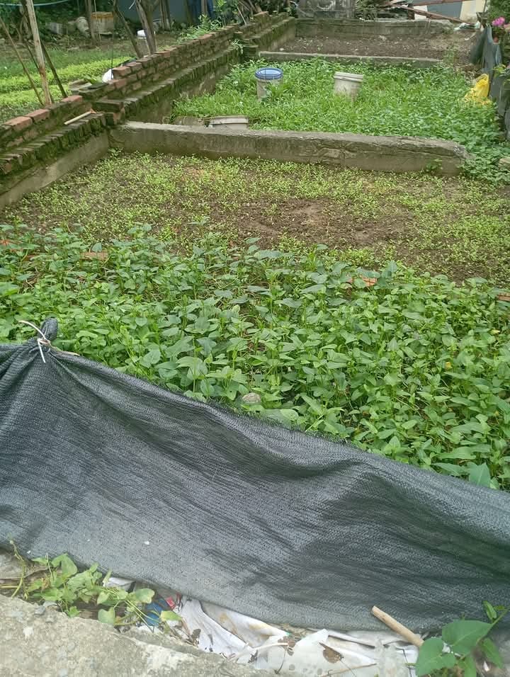 Đất nền Hữu Hòa, Thanh Trì 30m² giá 3 tỷ - Sổ đỏ chính chủ, giao ngay!