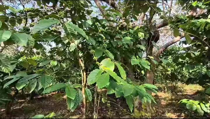 Đất nền Phú Sơn, Bù Đăng 15000m² giá 1.6 tỷ - Sổ đỏ chính chủ, đầu tư sinh lời!