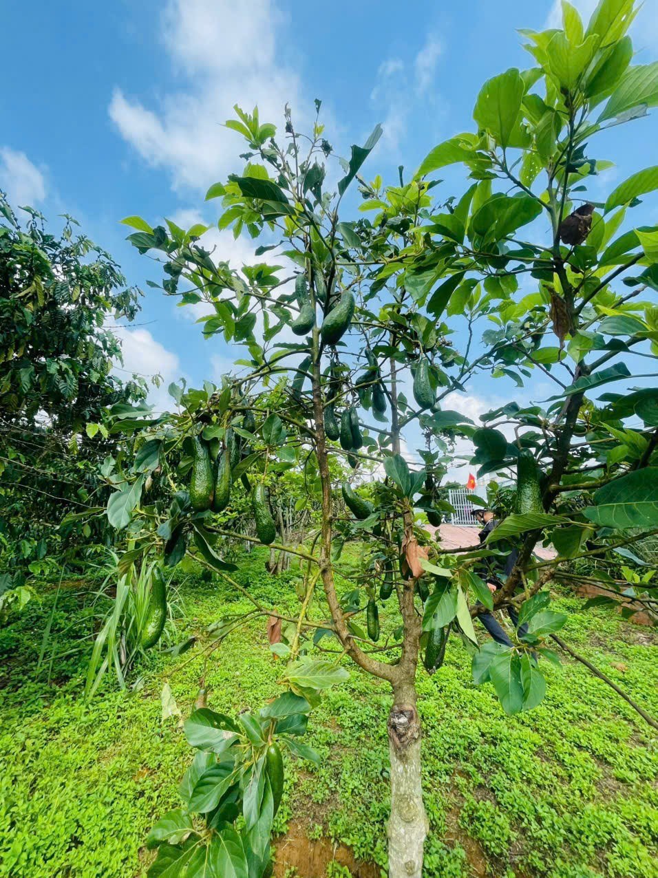 Đất nền 533m² view hồ Nam Phương, Bảo Lộc giá 1.6 tỷ - Cơ hội đầu tư hiếm có!