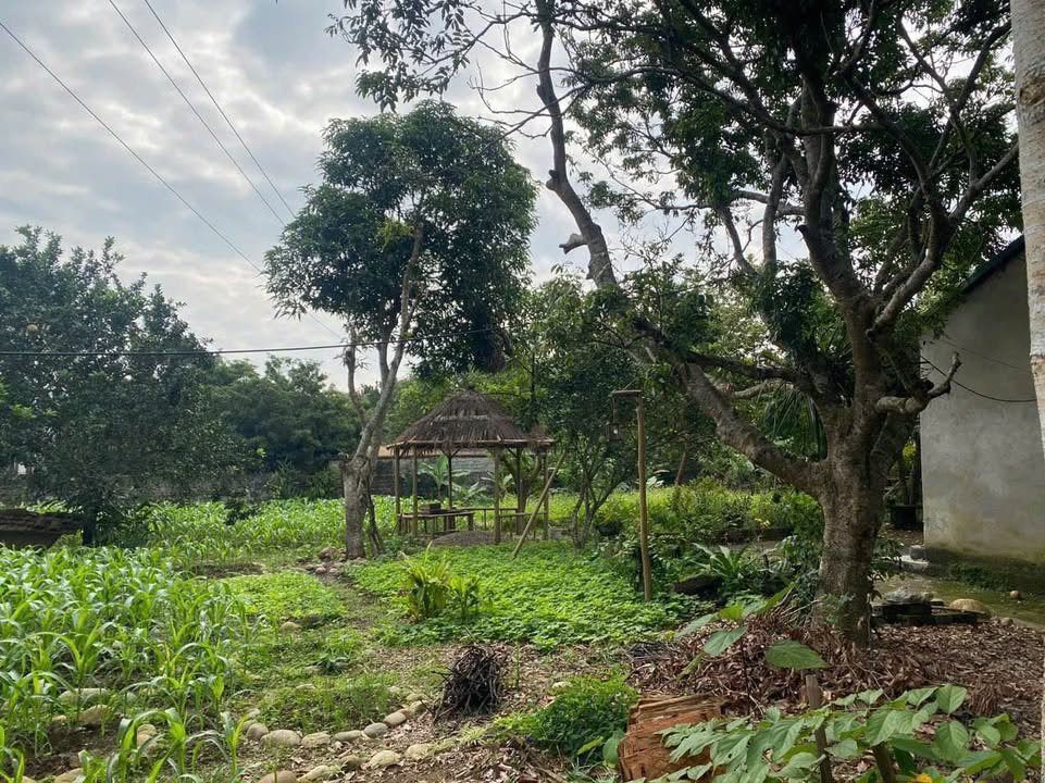 Đất thổ cư Làng Giàng, Thái Niên, Lào Cai 445.7m² - Chính chủ bán gấp!