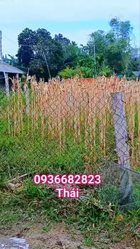 Đất ở An Phú, Quảng Ngãi 156m² giá 700 triệu - Cơ hội đầu tư hấp dẫn!