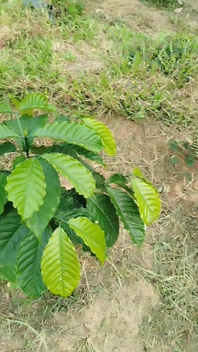 Bán lô Farm 12.360m² xã Đắk Phơi, huyện Lắk - Đất đẹp, trồng cây ăn trái sẵn