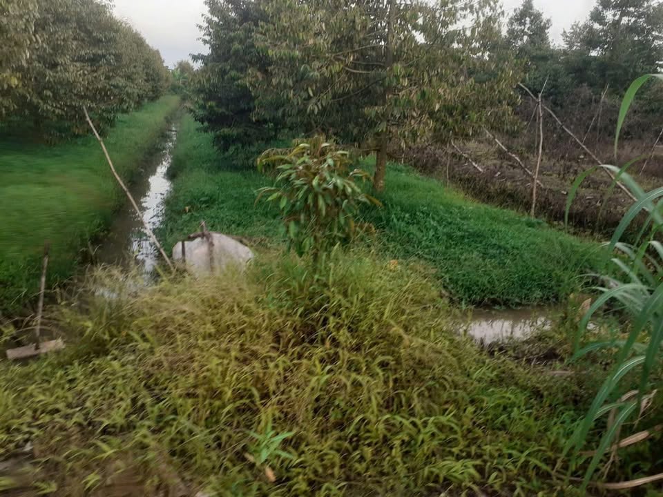 Đất lúa cặp kênh Nhơn Ái, Phong Điền 2771m² giá 1.25 tỷ - Cơ hội đầu tư hấp dẫn!