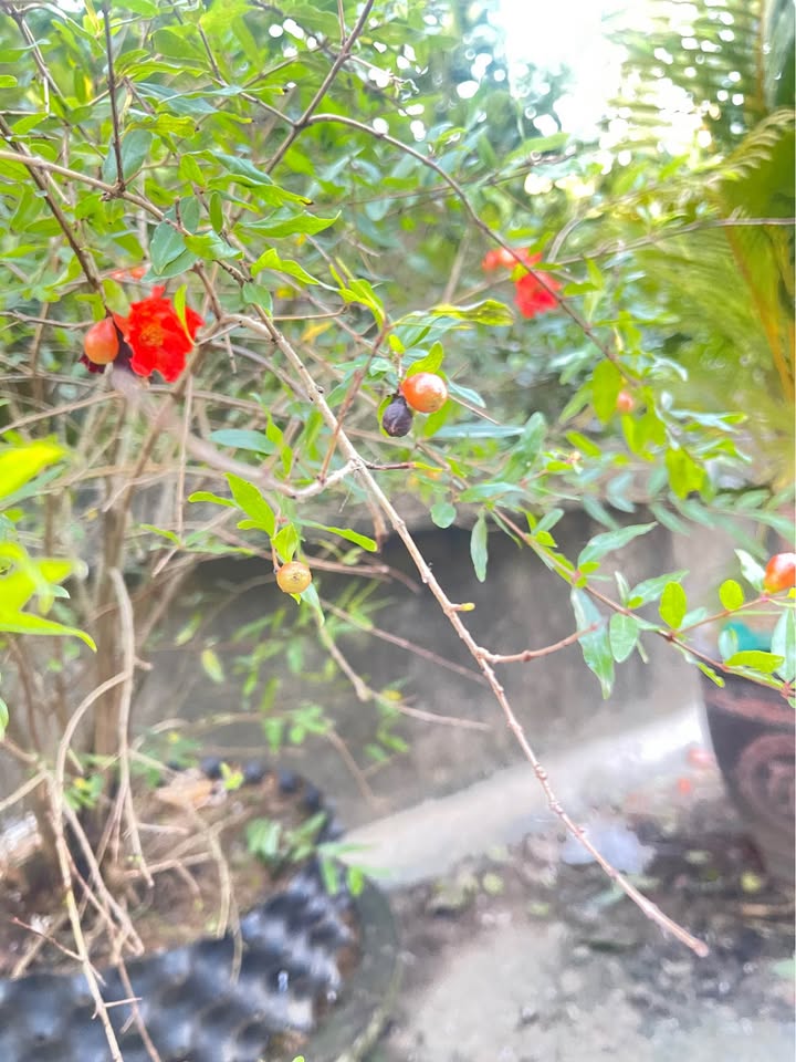 Đất nền góc 2 mặt tiền 100m² Phường Bình Định - Giá thỏa thuận hấp dẫn!