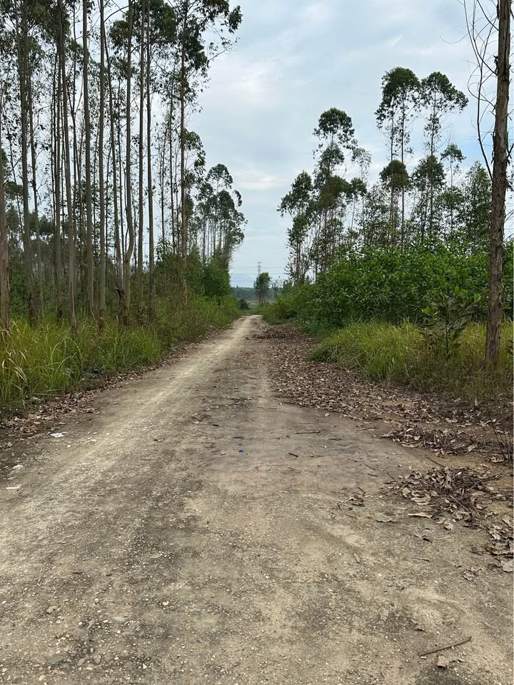 Đất thổ cư Phong Châu 200m² giá chỉ 8xx triệu - Đường rộng 8m thông thoáng!