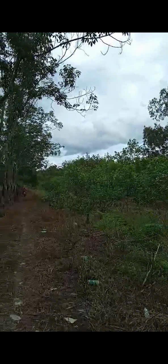 Đất nông nghiệp 1.1ha tại ấp Chăm, Tân Châu, Tây Ninh - Giá 1.4 tỷ, ô tô vào tận nơi!