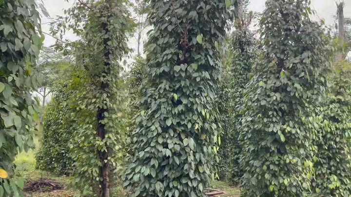 Đất nền Trường Xuân 1,7ha giá 2,2 tỷ - Cơ hội đầu tư sinh lời!