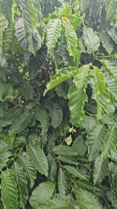 Đất thổ cư Đắk Wer 120m² giá 2.75 tỷ - Mặt tiền đường lớn, kinh doanh sầm uất!