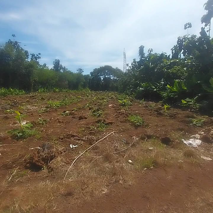 Đất nền 1168m² tại xã Phú Vinh, Đồng Nai - Giá chỉ 368 triệu!