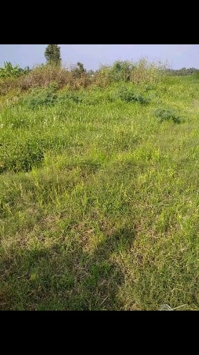 Đất mặt tiền tỉnh lộ Bình Phước 269.6m² giá 910 triệu - Cơ hội đầu tư hấp dẫn!