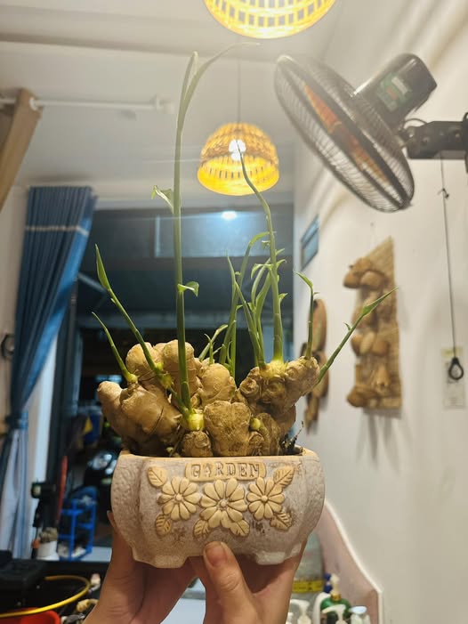 Nhà phố Hòa Cường Đà Nẵng 90m² giá chỉ 8 tỷ - Thiết kế hiện đại, vào ở ngay!