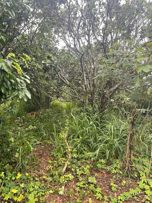 Đất nền Sông Xoài Phú Mỹ 2000m² giá thỏa thuận - Đầu tư sinh lời ngay!