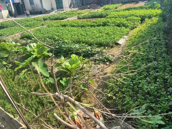 Đất nền Đại Đức Kim Thành 100m² giá 1 tỷ - Vị trí vàng gần khu công nghiệp!