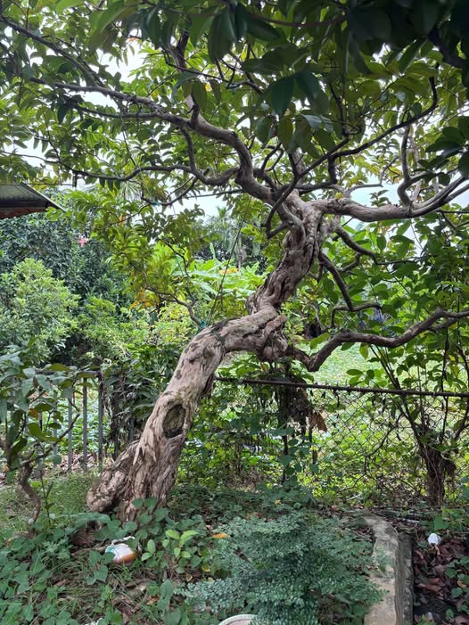 Đất nền Đại Đức Kim Thành 200m² giá 2.2 tỷ - Đầu tư sinh lời lâu dài!