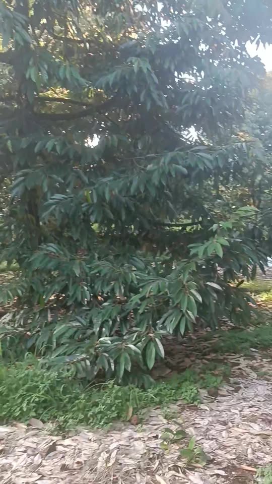 Đất nền sầu riêng Thái 8000m² tại xã Phú Hòa giá 1 tỷ - Cơ hội đầu tư hấp dẫn!