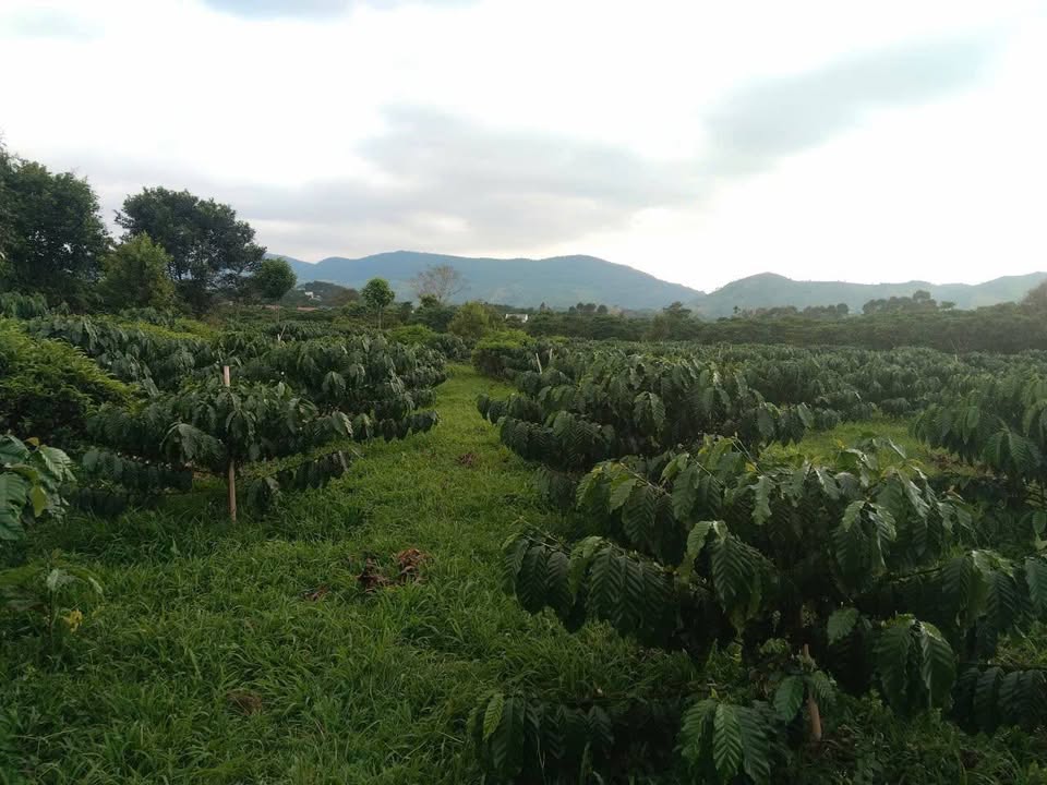 Đất nền 6800m² thôn 10 Đại Lào, Bảo Lộc - Giá 4.2 tỷ, Sổ đỏ chính chủ!