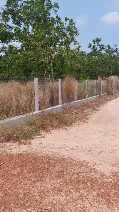 Đất cao su 2,3Ha tại Hiếu Liêm, Bắc Tân Uyên - Đầu tư sinh lời ngay!