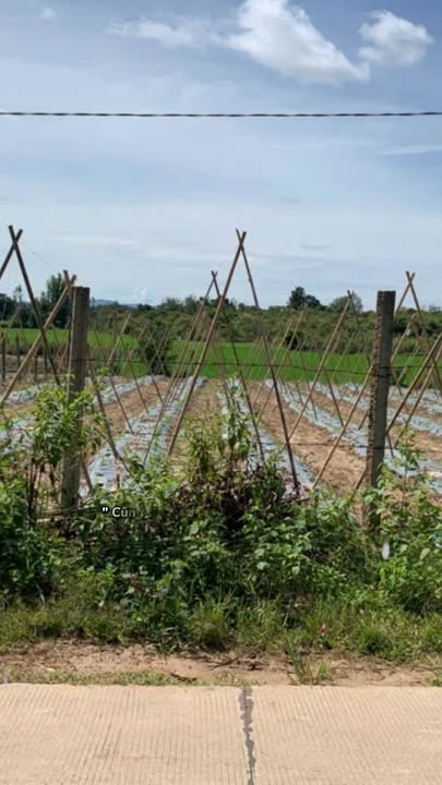 Đất nông nghiệp 8800m² tại thôn 3, xã Cư Êwi - Cơ hội đầu tư tuyệt vời!