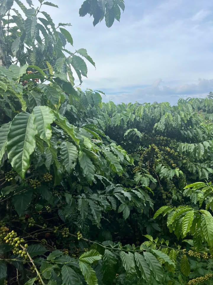 Đất Farm 9 xào Lộc Ngãi, Bảo Lâm giá thỏa thuận - Cơ hội đầu tư tuyệt vời!