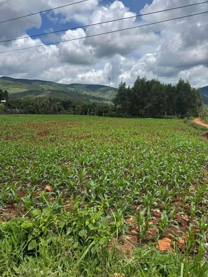 Đất nền thương mại Quốc lộ 14, Ea H'leo, 2500m² - Cơ hội đầu tư sinh lời!