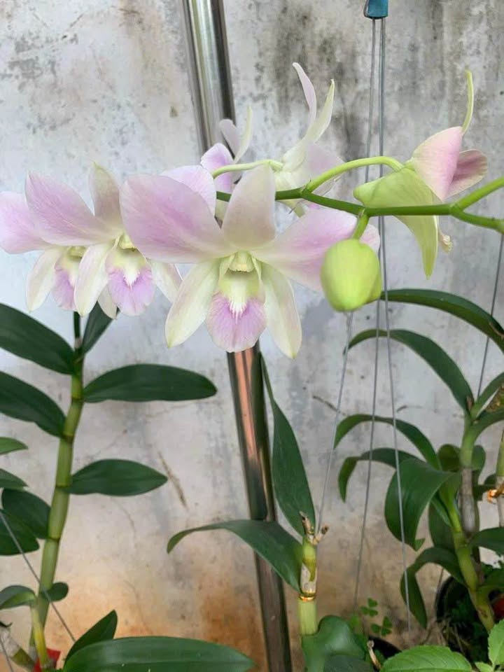 Đất nền Đá Bạc Châu Đức 1126m² giá 990 triệu - Sổ đỏ chính chủ sang tên nhanh!