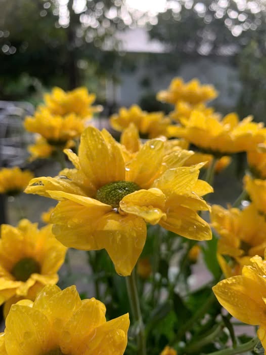 Đất nền trung tâm thị trấn Đạ Tẻh 5m² giá 3.5 tỷ - Vị trí kinh doanh lý tưởng!