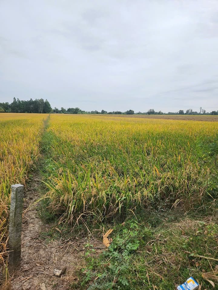 Đất lúa 13.000m² Trường Xuân Thới Lai giá 2.47 tỷ - Mặt tiền 50m thuận lợi!