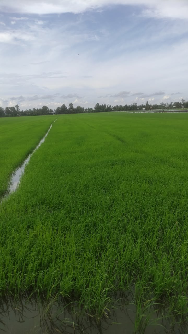 Đất nông nghiệp 14.300m² xã Trường Xuân A, Thới Lai - Giá chỉ 3.072 tỷ!