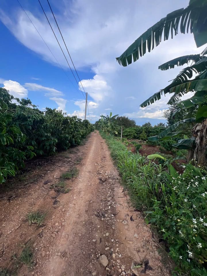 Đất nền xã Xuân Phú, huyện Ea Kar 5000m² - Đầu tư sinh lời từ nông sản