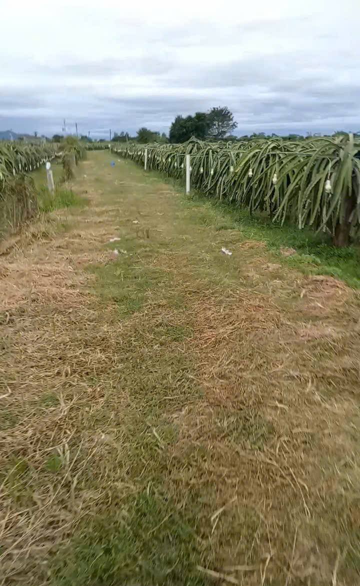 Đất thổ cư 730m² thôn 5 Hàm Liêm giá 239 triệu - Đường ô tô vào tận đất!