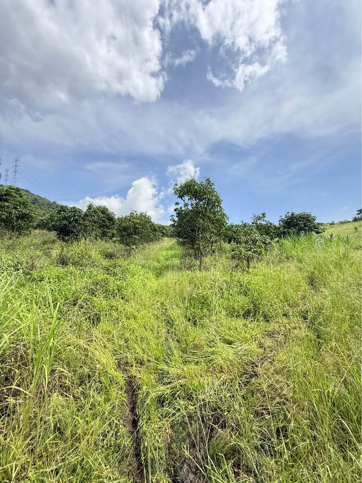 Đất Farm Diên Lâm 10.800m² giá 1.25 tỷ - Tiềm năng phát triển lớn!