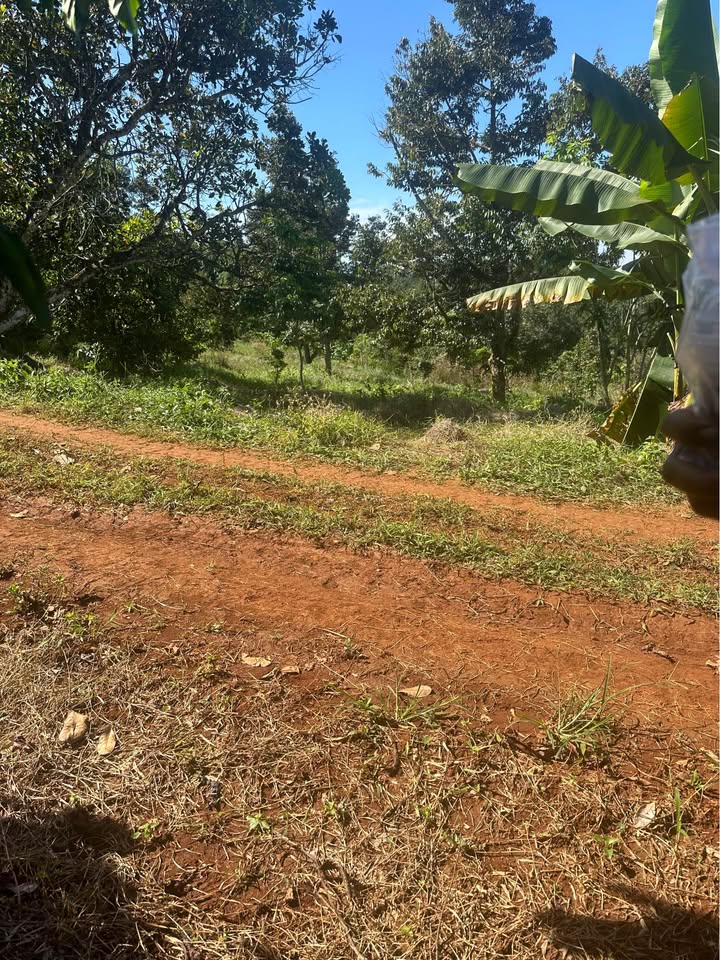 Đất nền 50000m² tại Quảng Tân, Tuy Đức - Giá chỉ 750 triệu, sổ đỏ chính chủ!