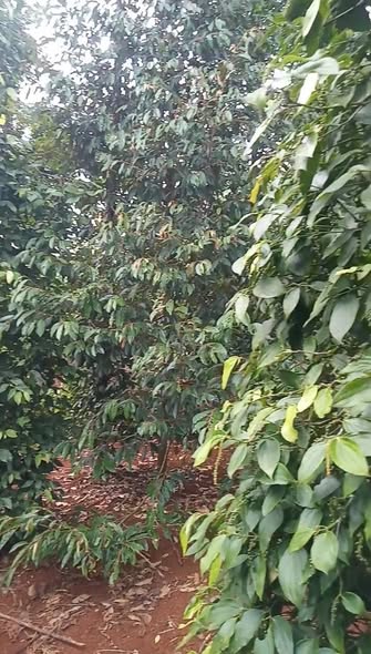 Đất Farm Kim Long Châu Đức 4027m² giá chỉ 2 tỷ - Đầu tư sinh lời hấp dẫn!