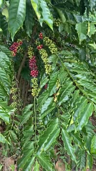 Đất vườn Phú Xuân Krông Năng 36.000m² giá 7.5 tỷ - Cơ hội đầu tư hấp dẫn!