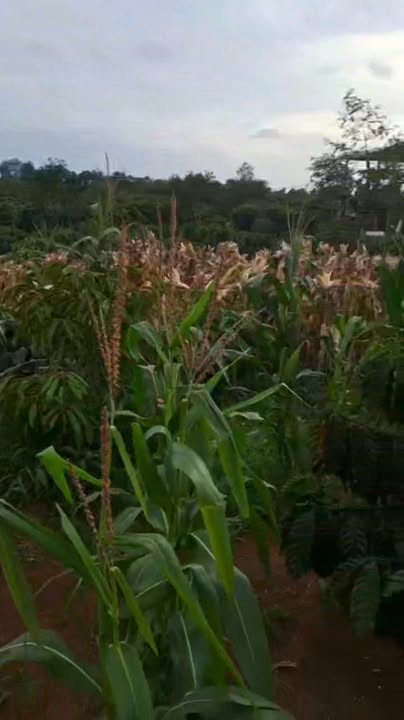 Đất nền Cư Huê, Ea Kar 60m² giá 1.1 tỷ - Đầu tư sinh lời ngay!