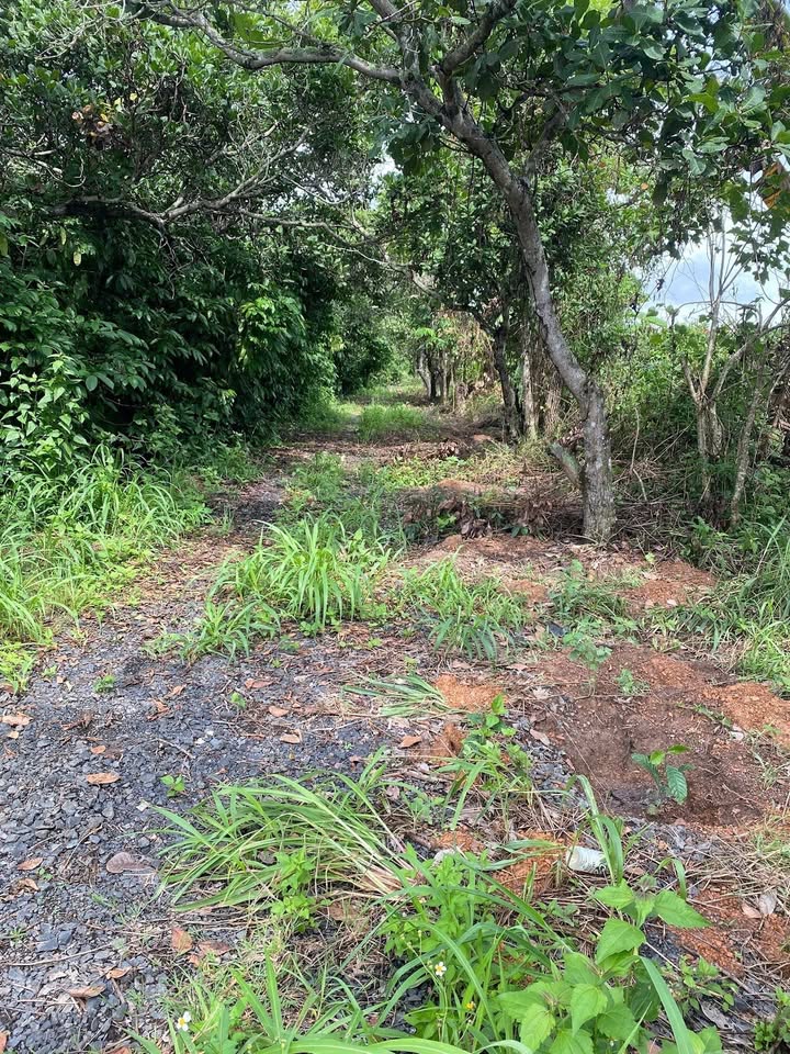 Đất 3,5 sào Ea Nuôl - Buôn Đôn giá chỉ 500 triệu - Sẵn sàng cho đầu tư!