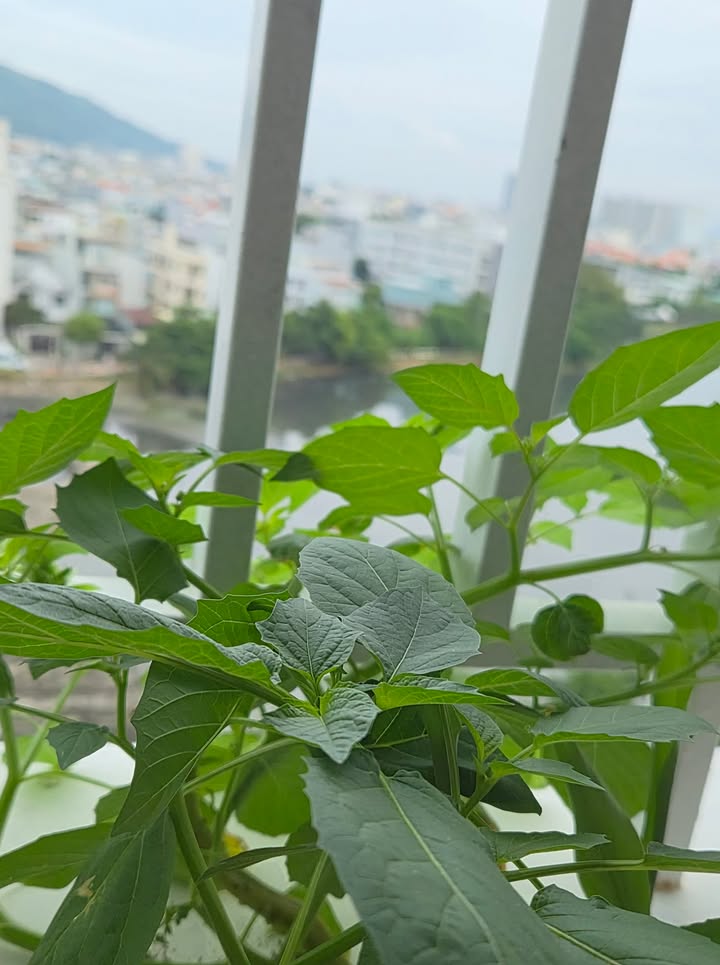 Chung cư Melody Vũng Tàu 60m² giá 3.5 tỷ - View đẹp, nội thất đầy đủ!