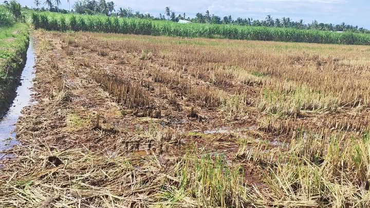 Đất ruộng 6000m² xã Đại Ân 2 giá 480 triệu - Cơ hội đầu tư tuyệt vời!