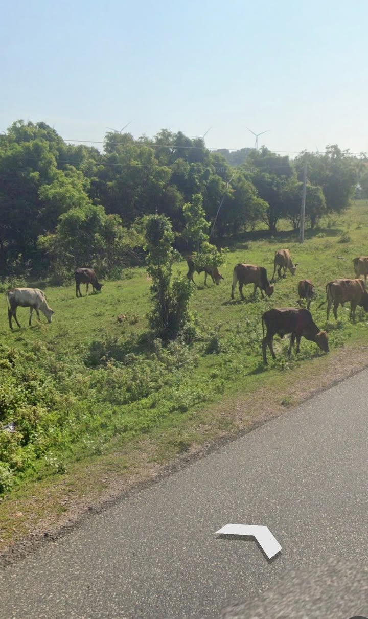 Đất nền Hòa Thắng, Bắc Bình 1,7ha giá 850 triệu - Cơ hội đầu tư đón đầu sân bay!